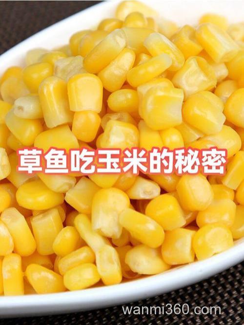 草鱼玉米泡制方法？