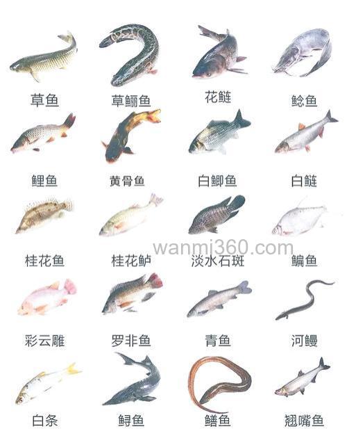 两到四米的深水适合养什么鱼