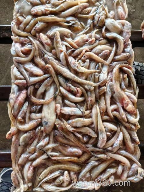 光鱼喜欢吃什么饵料