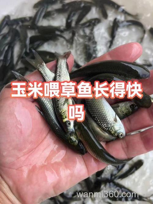 草鱼吃玉米吗,一斤草鱼一天吃多少玉米