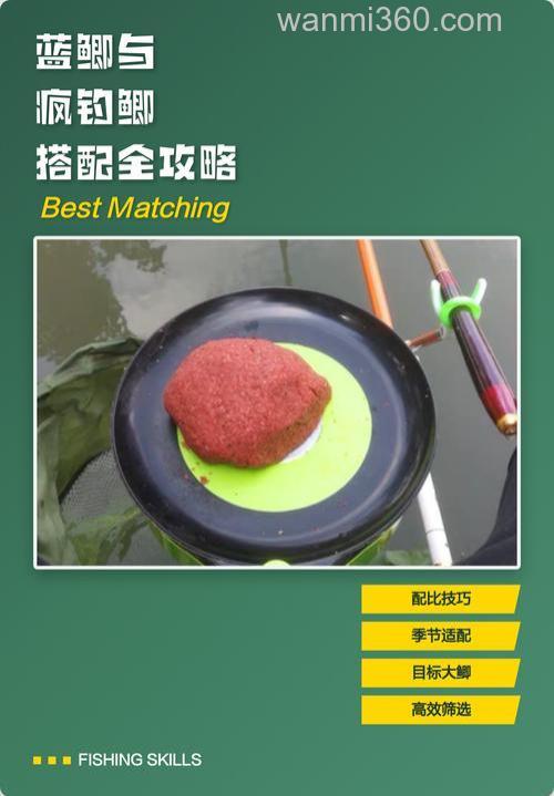 麝香鲫蓝鲫疯钓鲫怎么配?