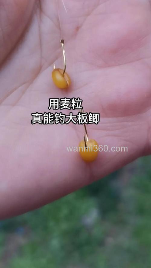 麦粒挂钩钓鲫鱼秘方调几目？