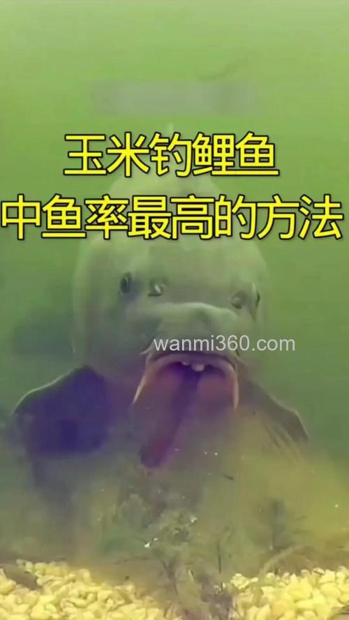 [请教高手] 玉米粒好钓鲤鱼?