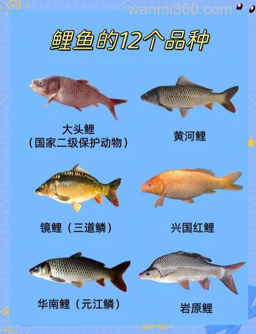 关于鲤鱼的资料