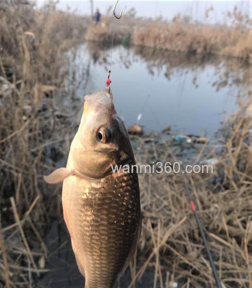 冬天钓鲫鱼用什么好