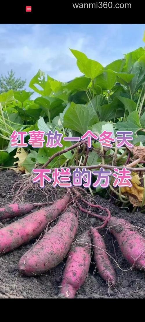 红薯饵料可以保存多少时间？