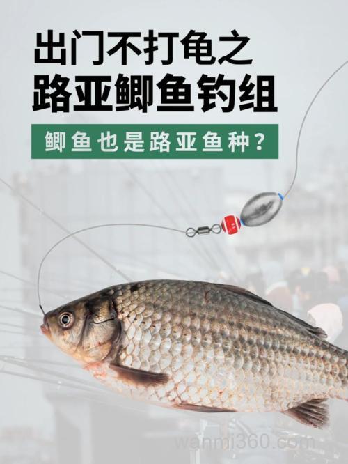 进口料钓鲫鱼怎样用法