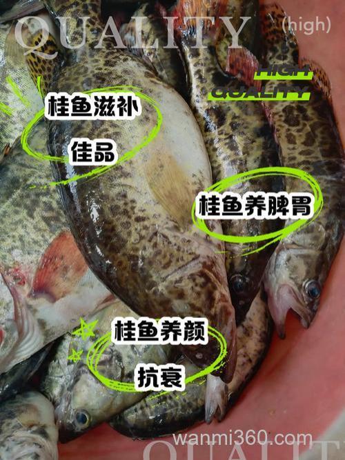 桂花香味对鲫鱼鲤鱼有诱食作用吗?