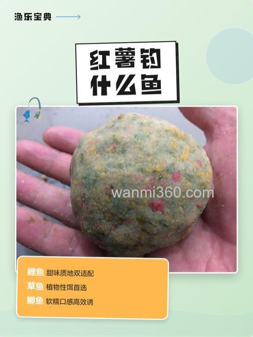 生红薯能钓什么鱼？