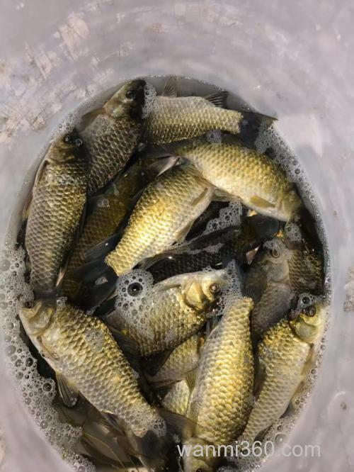 野生鲫鱼的4个觅食特点