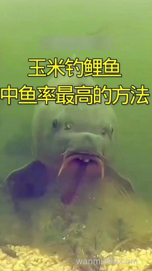 生玉米钓鲤鱼行吗?