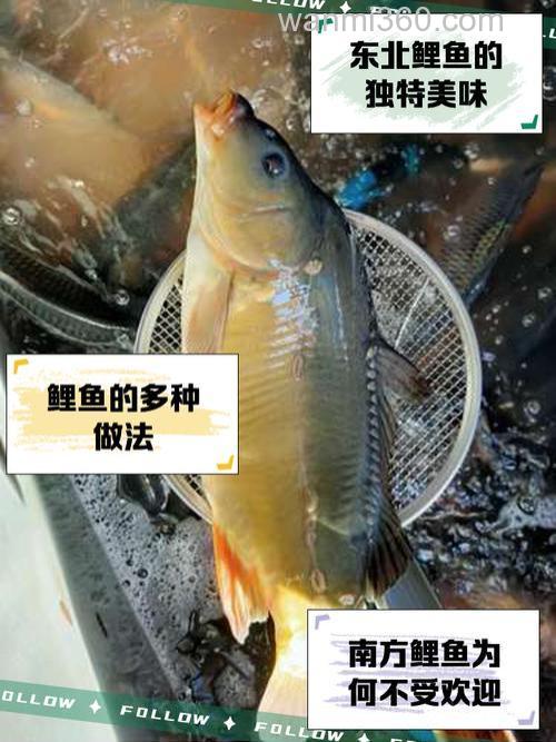 沈阳8~9月份钓鲤鱼用什么商品鱼饵和在一起比较好