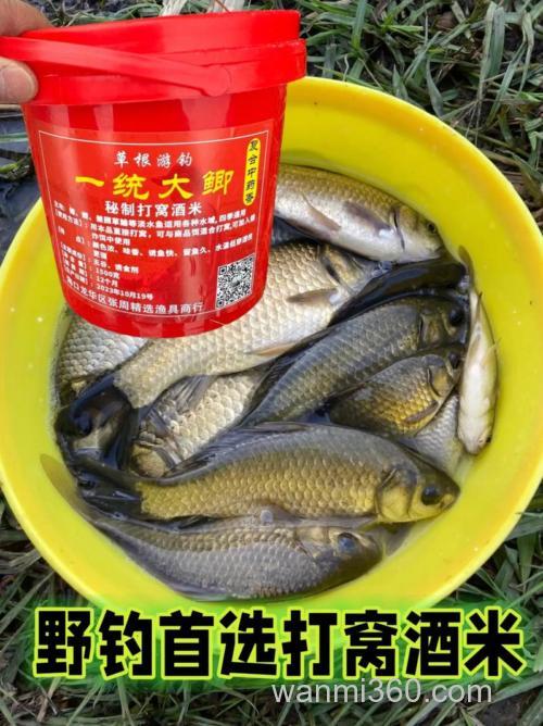 酒米适合什么季节打窝？