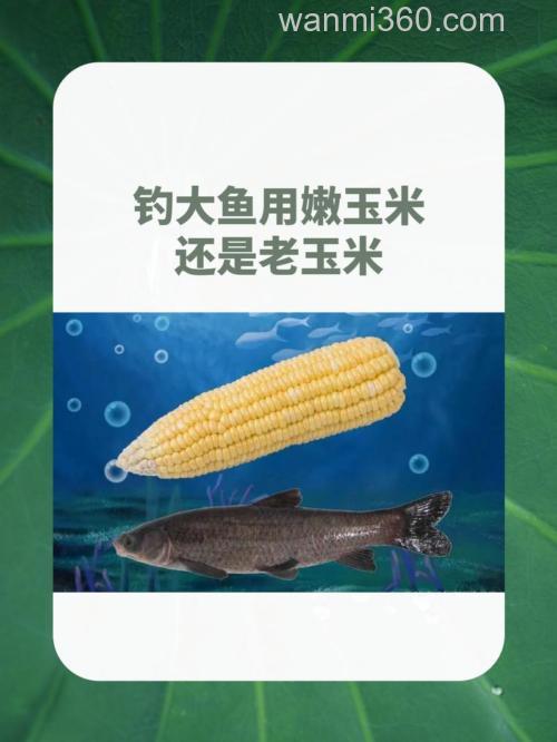 钓草鱼,究竟是用嫩玉米好还是用老玉米钓效果好?