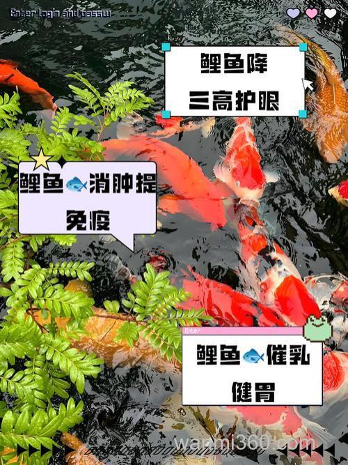 碱水大鲤鱼喜欢吃什么料?