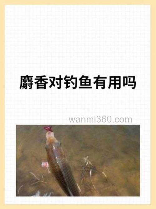人又麝香钓什么鱼?