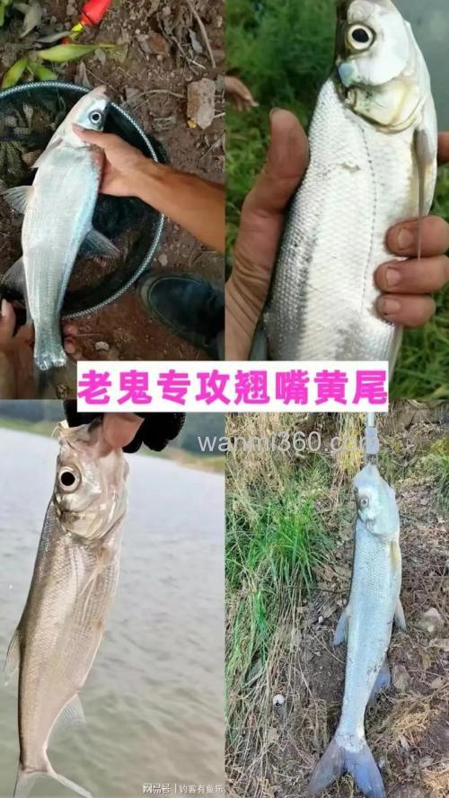 老鬼草鱼饵和玉米粒拌一起可以钓翘嘴吗?