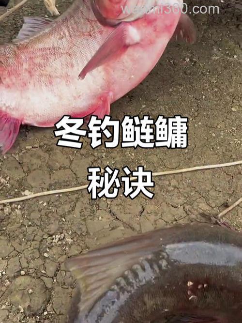 请问鲢鱼冬天可以钓吗？