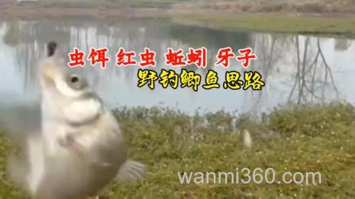 野钓鲫鱼时使用虫饵的技巧