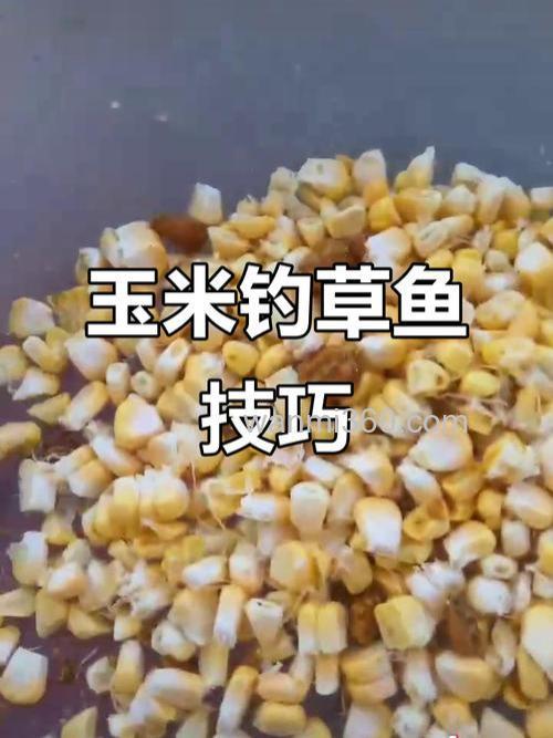 钓草鱼用玉米是煮熟的还是生的?