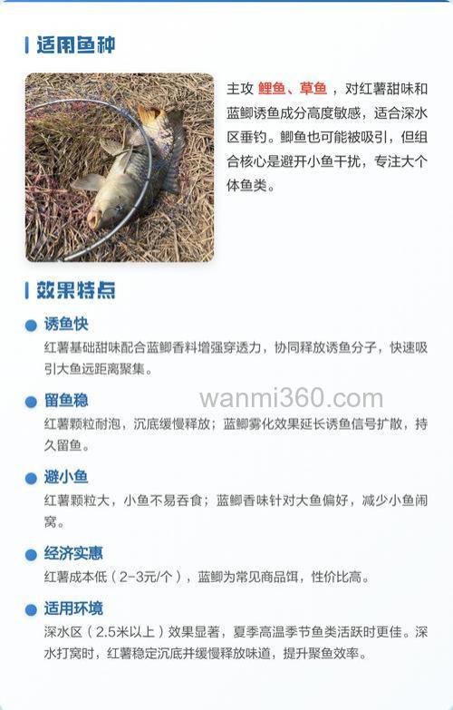 冬季红薯加蓝鲫效果怎么样?