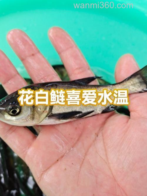 花白鲢吃泥鳅吗？