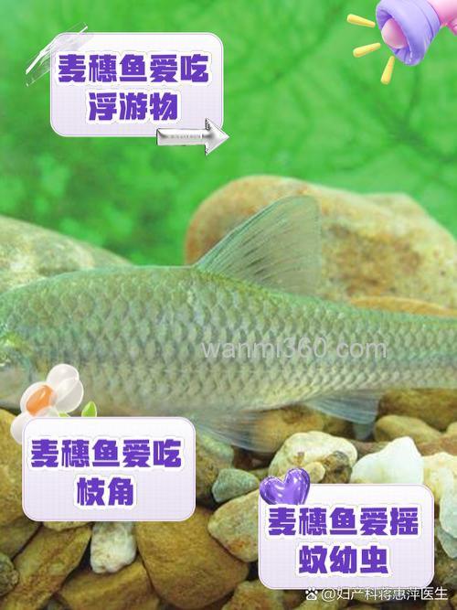 小麦穗鱼最爱吃什么?