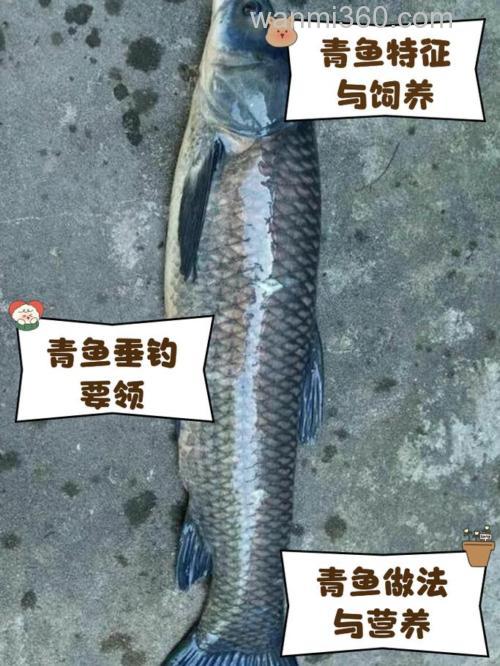 野钓大青鱼三要三不要就必须要清楚