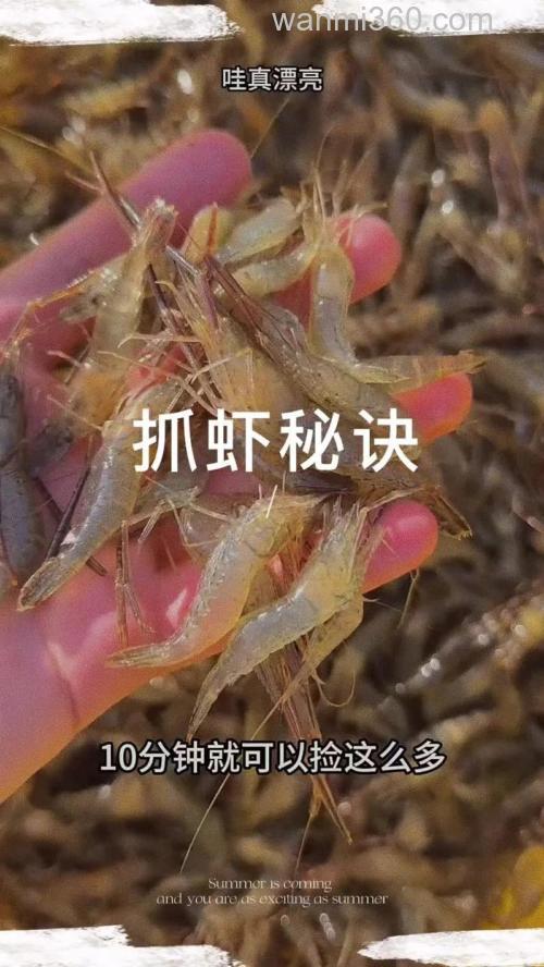 虾喜欢吃什么?怎样下饵才好抓?