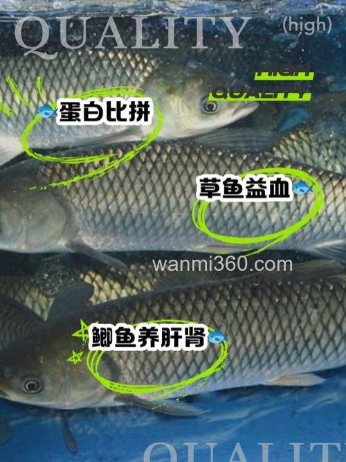 钓草鱼鲫鱼酸好还是香好？