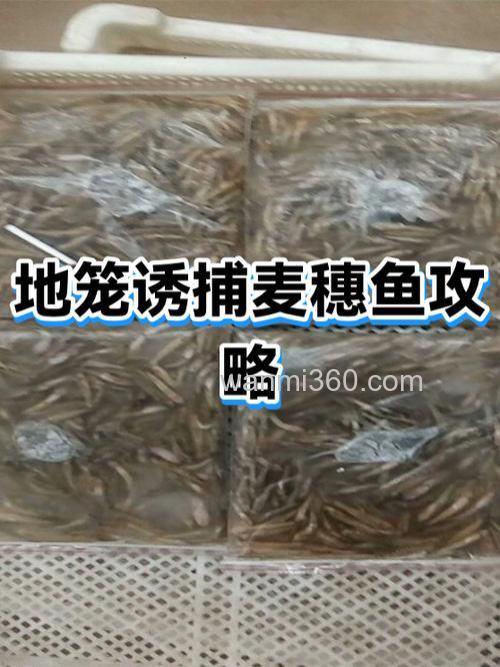 诱捕麦穗鱼的饵料?