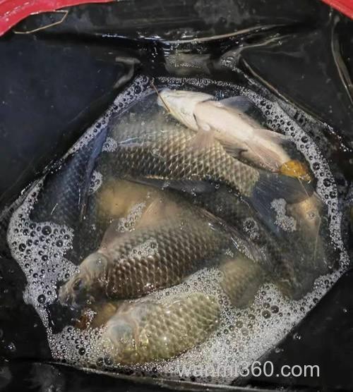 冬钓鲫鱼有这4个特点的地方一定有鱼群