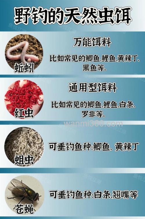 钓鲤鱼用哪种虫饵最好？
