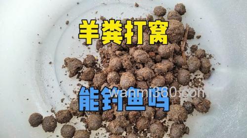 羊粪钓鱼绝密配方？