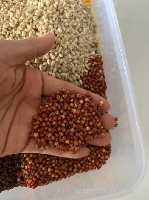 鱼直接喂高粱米可以吗？