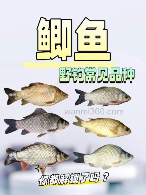 春季钓鲫鱼时最常见的三个问题