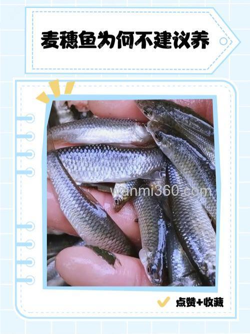 诱鱼是稻谷好还是小麦好？