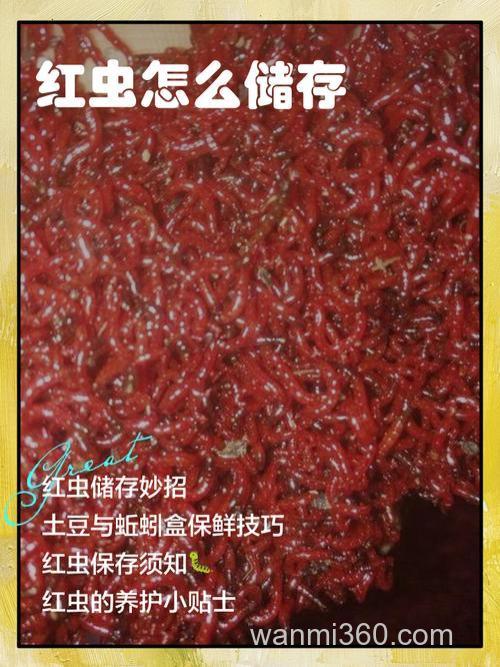 如何增加红虫沾粉的粘度