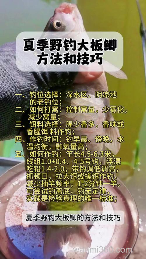 台钓投饵技巧全解析:如何精准聚鱼、提升渔获?饵料选择是关键
