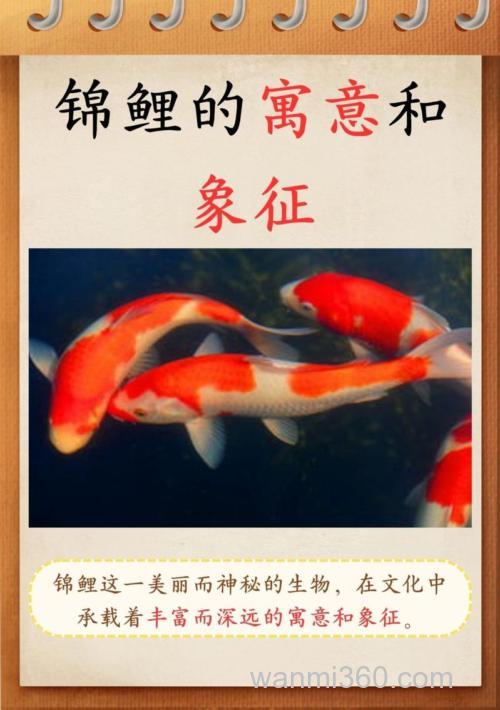 鲤鱼是什么意思