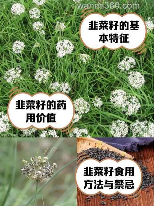 韭菜籽可以钓鱼吗?