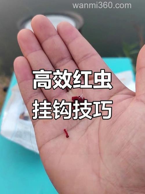 红虫钓草鱼效果怎样?