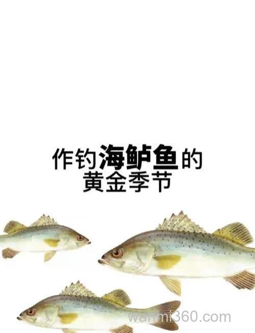 台钓海鲈如何选钓位?掌握这3个技巧,显著提升中鱼概率