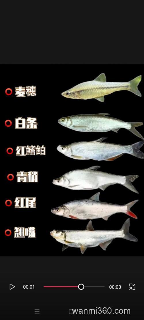 钓白条和翘嘴一般怎么看标象