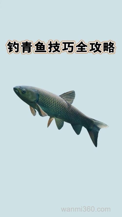 浅谈野外垂钓青鱼注意事项,和遛鱼技巧