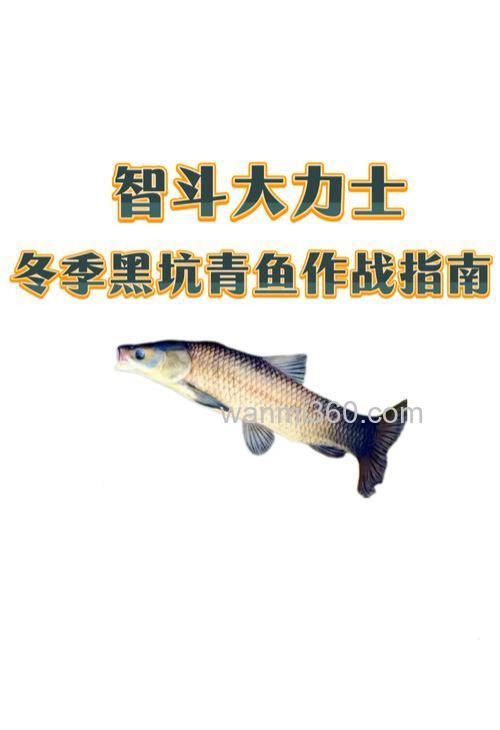 冬天钓青鱼比鲫鱼还好钓的技巧