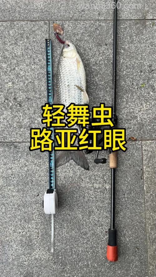 用什么昆虫钓鲤鱼?