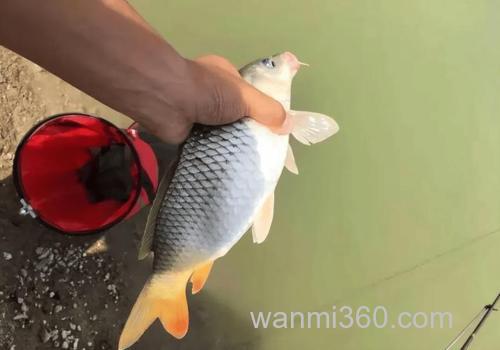 请问钓鲤鱼时……
