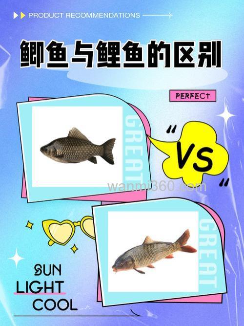 解析钓鲫鱼与钓鲤鱼的本质区别