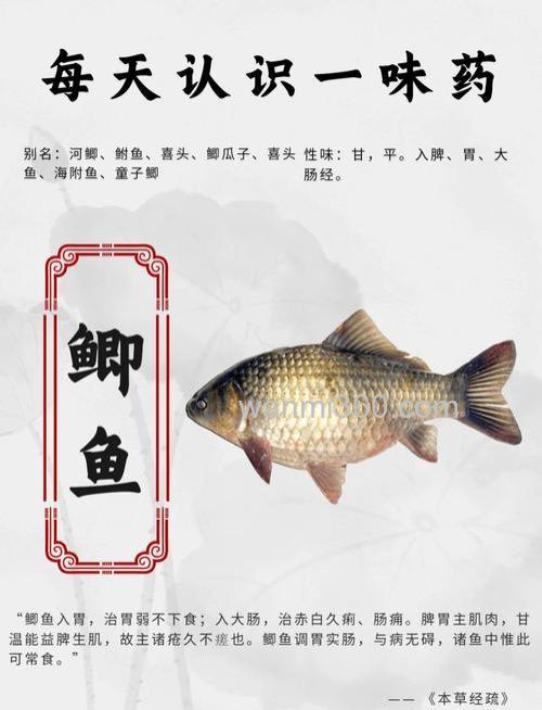 丸九粉鲫和樱鲫怎么用